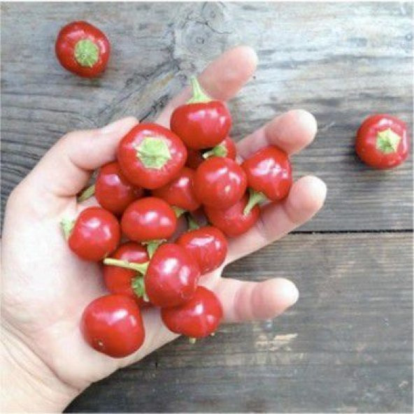 Nadir Acı Yakan Top Acı Süs Biberi Tohumu Ekim Seti 10 Tohum Saksı Toprak Kombin - 2