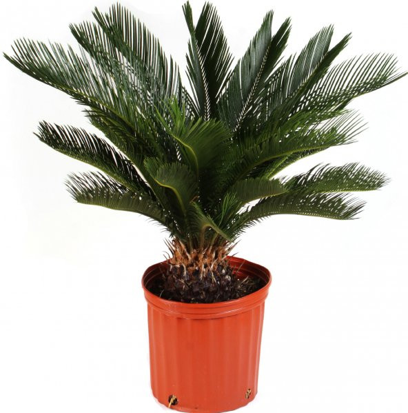 İthal Nadir Cycas Sikas Revoluta Tohum Süs Ağacı Tohumu 9 Dev Tohum