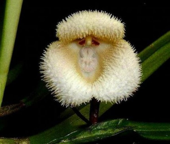 Nadir İthal Maymun Orkide Çiçeği Tohumu Ekim Seti 5 Tohum Saksı Toprak Kombin - 3