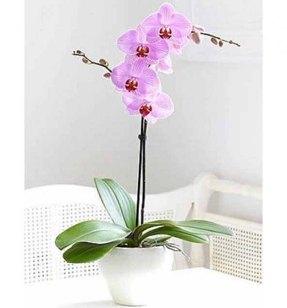 Nadir İthal Pembe Orkide Tohumu Ekim Seti 5 Tohum Çiçek Tohumu Saksı Toprak Kombin - 3