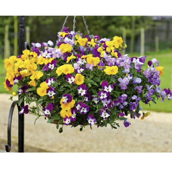 Viola Pensiero Çiçeği Tohumu Ekim Seti 5 Tohum Çiçek Tohumu Saksı Toprak Kombin - 3