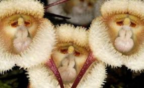 Nadir İthal Maymun Orkide Çiçeği Tohumu Ekim Seti 5 Tohum Saksı Toprak Kombin - 4