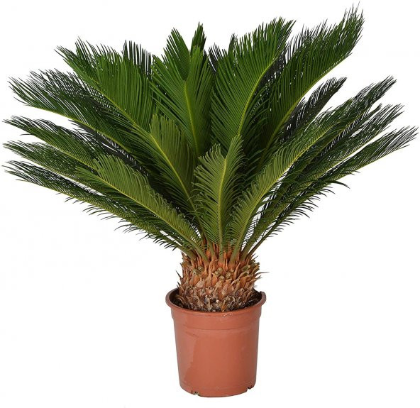 İthal Nadir Cycas Sikas Revoluta Tohum Süs Ağacı Tohumu 9 Dev Tohum - 2