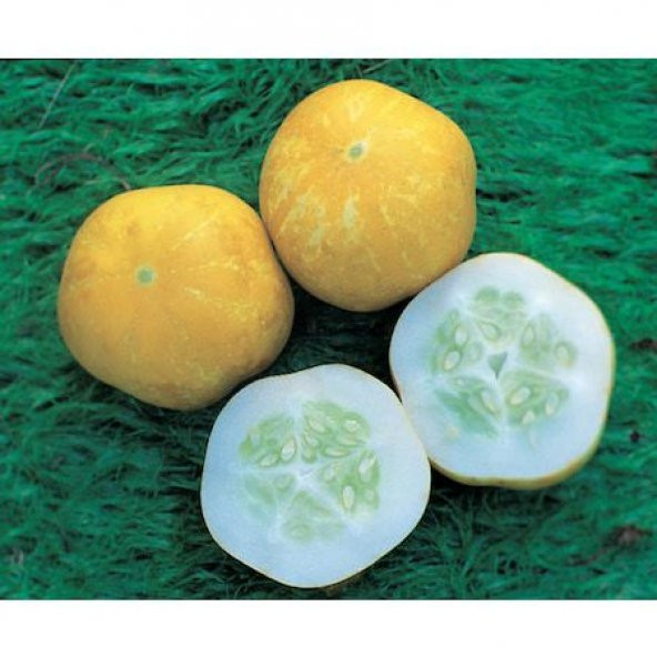 Nadir İthal Limon Salatalık Tohumu Ekim Seti 5 Tohum Saksı Toprak Kombin - 4