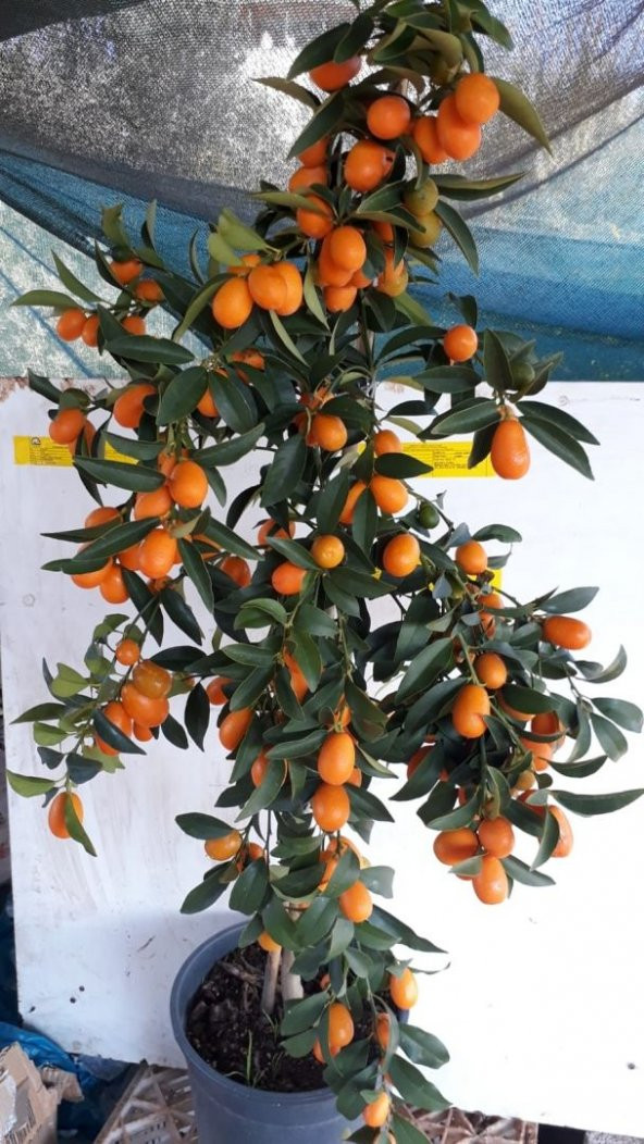 Bodur Kamkat Meyvesi Tohumu Ekim Seti 3 Tohum Kumkuat Tohumu Saksı Toprak Kombin - Resim 4