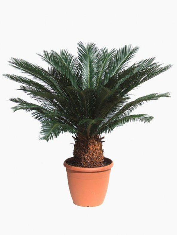 İthal Nadir Cycas Sikas Revoluta Tohum Süs Ağacı Tohumu 9 Dev Tohum - 4