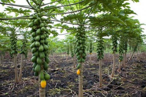 İthal Tropikal Papaya Meyvesi Tohumu Ekim Seti Papaya Tohumu 3 Tohum Saksı Toprak Kombin - Resim 2