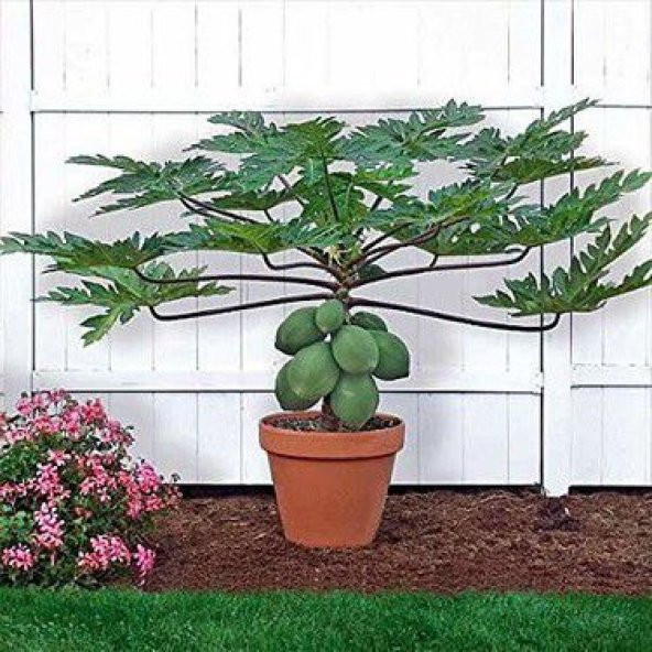 İthal Tropikal Saksılık Papaya Tohumu Ekim Seti Bodur Papaya 3 Tohum Saksı Toprak Kombin