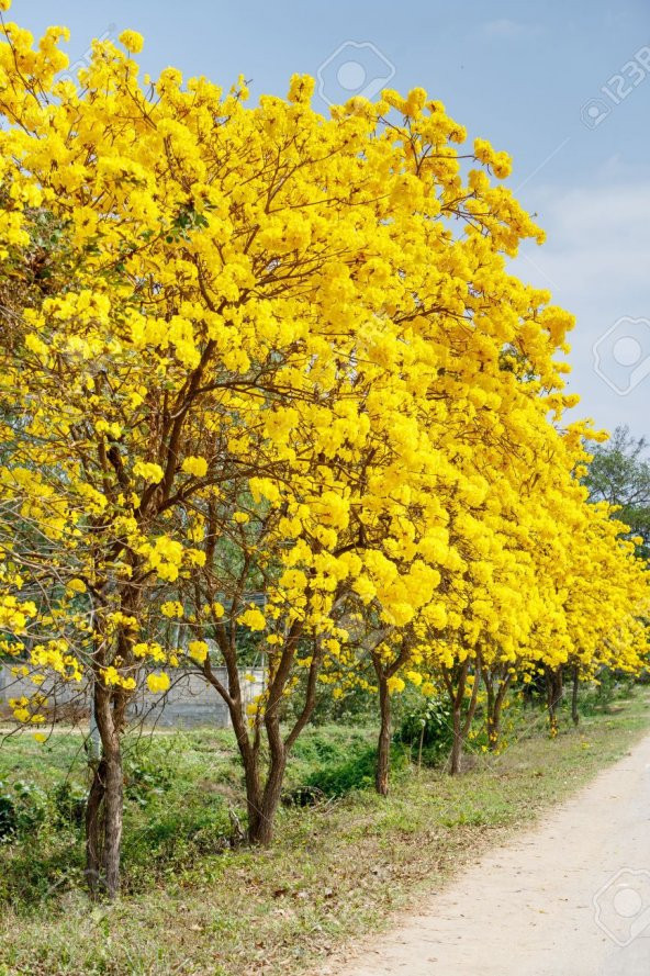 Tabebuia Ağacı Tohumu Ekim Seti 5 Tohum Saks Toprak Kombin - 2