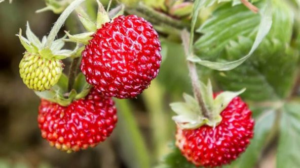 Nadir Yayılıcı Dağ Çileği Tohumu Ekim Seti 10 Tohum Çilek Tohumu Saksı Toprak Kombin - 3