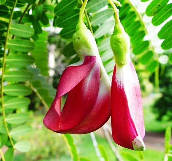Nadir Kanada Agasta Ağacı Tohumu Ekim Seti 3 Tohum Saksı Toprak Kombin