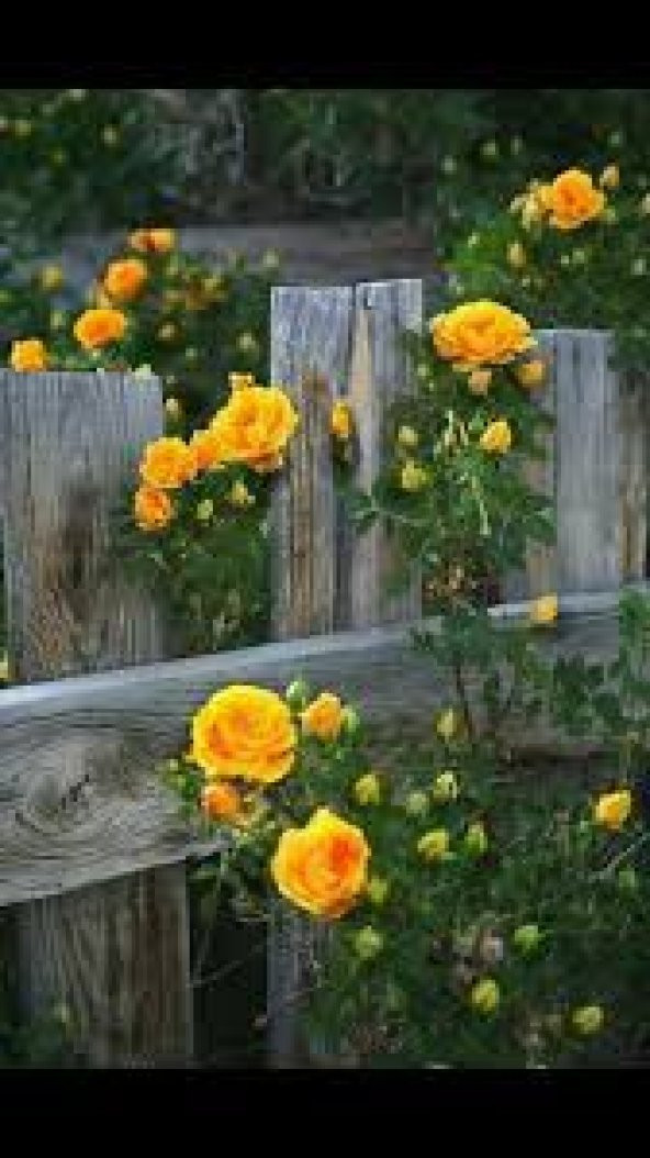 Nadir İthal Saksılık Sırık Sarmaşık Sarı Gül Tohumu Ekim Seti 5 Tohum Saksı Toprak Kombin - Resim 2