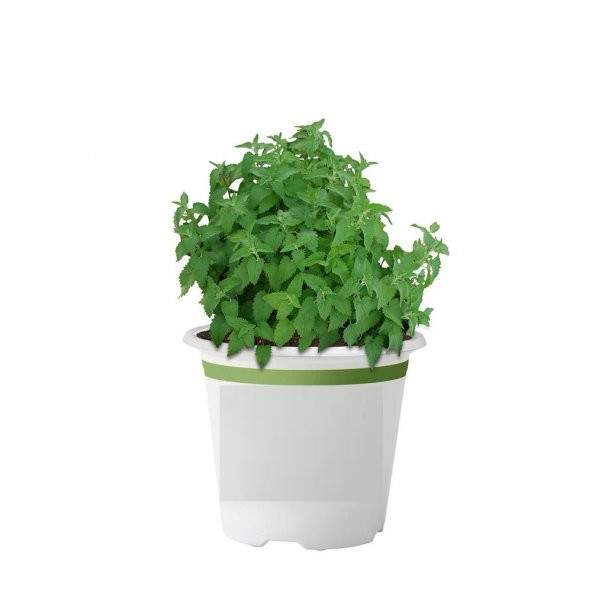 Isırgan otu Tohumu 100 Adet Tohum Yeşil Isırganotu Tohumu ürün görseli