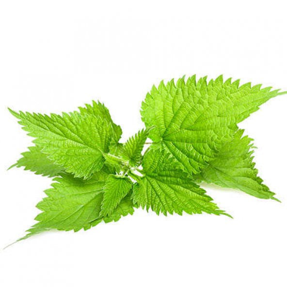 Eko Paket 500 Adet Tohum Isırgan Otu Tohumu Yeşil Isırganotu Tohumu - 2