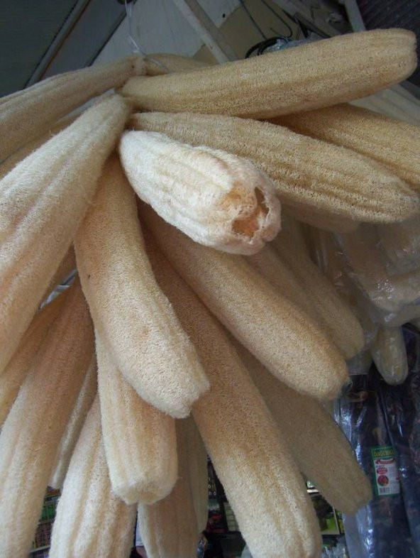 Meşhur Lif Kabağı Tohumu Ekim Seti 3 Tohum Lif Kabak Tohumu Saksı Toprak Kombin - Resim 2