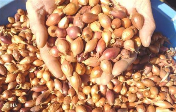 40 Adet Soğan Kıskası Kıska Tohum Soğan Tohumu Ekim Seti Saksı Toprak Kombin - 2