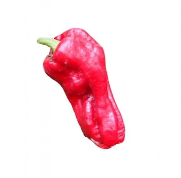 Süper Paket 200 Adet Tohum Acı Urfa İsot Biberi Tohumu Biber Tohumu - 2