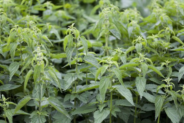 Eko Paket 500 Adet Tohum Isırgan Otu Tohumu Yeşil Isırganotu Tohumu - 3