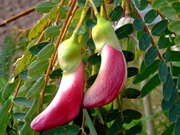 Nadir Kanada Agasta Ağacı Tohumu Ekim Seti 3 Tohum Saksı Toprak Kombin - 4