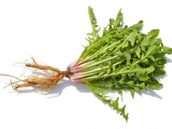 Nadir Hindiba Tohumu 100 Adet Tohum Hindibağ Tohumu Hindibağı Tohumu Hindi Bağı