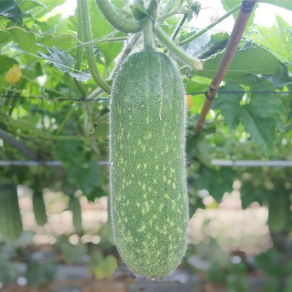 Eko Paket 50 Adet Tohum Nadir Tüylü Salatalık Tohumu - Resim 2