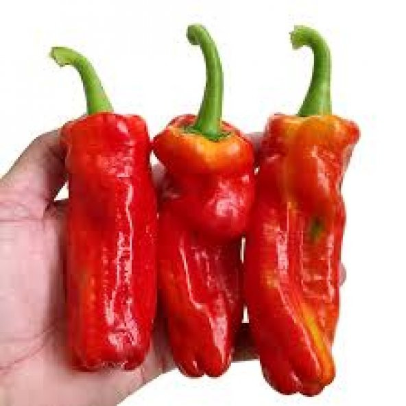 Eko Paket 75 Adet Tohum Çok Acı Urfa İsot Biberi Tohumu Biber Tohumu - Resim 3