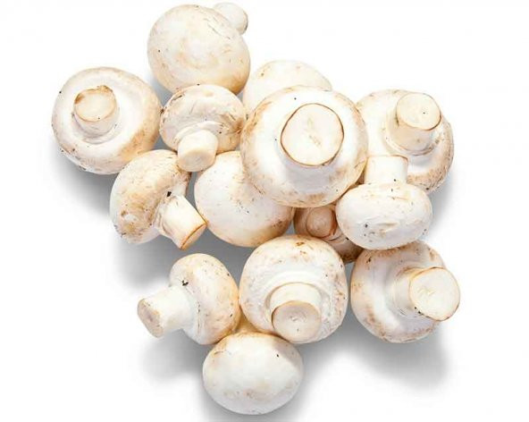 Mantar Tohumu 20 Adet Tohum Kültür Mantarı Tohumu - Resim 3