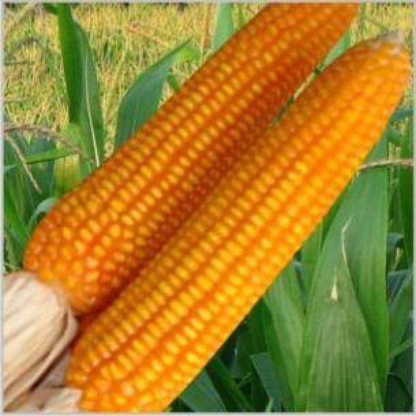 Süper Paket 100 Adet Tohum İthal Badir Turuncu Mısır Tohumu - 2