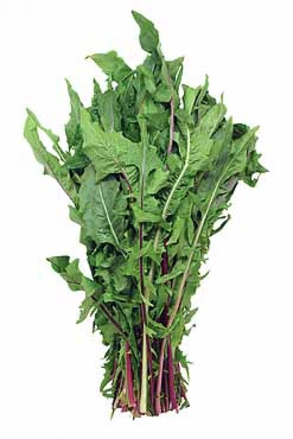 Nadir Hindiba Tohumu 100 Adet Tohum Hindibağ Tohumu Hindibağı Tohumu Hindi Bağı - 3