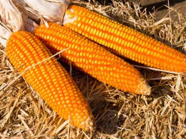 Süper Paket 100 Adet Tohum İthal Badir Turuncu Mısır Tohumu - 3