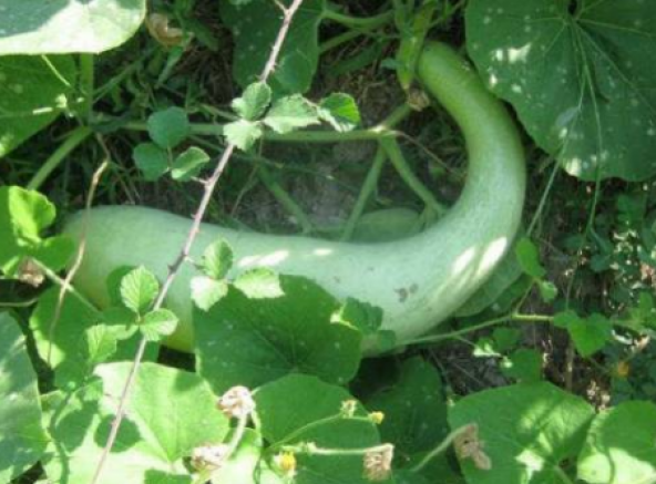 Nadir Haylan Kabağı Tohumu 3 Adet Tohum Sıyırma Kabağı Kabak Tohumu - Resim 3