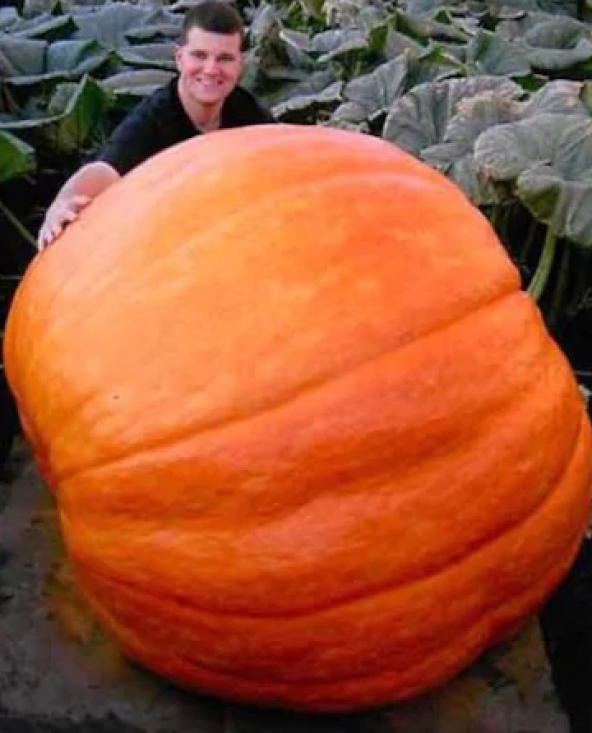 Süper Paket 20 Adet Tohum İthal Atlantic Giant Dev Kabak Tohumu