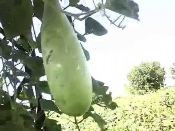 Süper Paket 75 Adet Tohum Nadir Haylan Sıyırma Kabağı Tohumu Kabak Tohum - 3