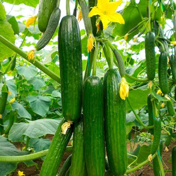 Süper Paket 100 Adet Tohum İthal Erkenci Bol Verim Sırık Salatalık Tohumu