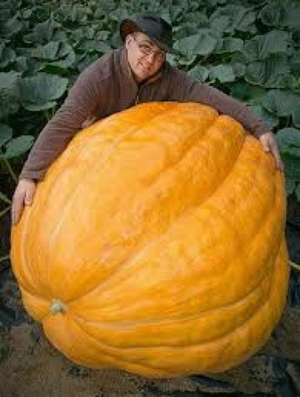 Süper Paket 20 Adet Tohum İthal Atlantic Giant Dev Kabak Tohumu - 3