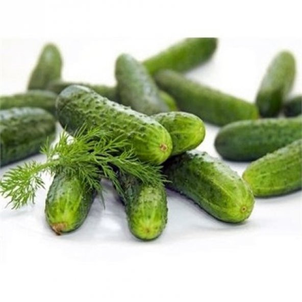 Süper Paket 250 Adet Tohum İthal Nadir Kıtır Kornişon Salatalık Tohumu - 2