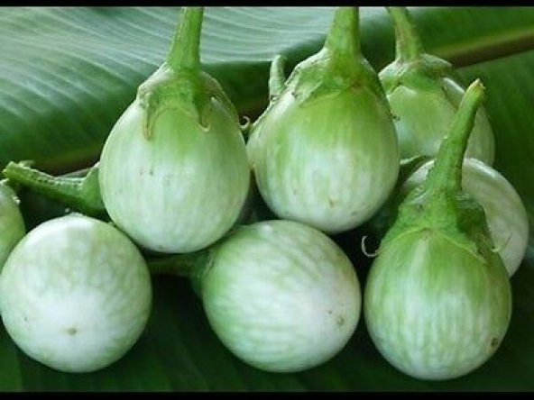 Süper Paket 100 Adet Tohum Thailand Yeşil Dolmalık Patlıcan Tohumu - Resim 2