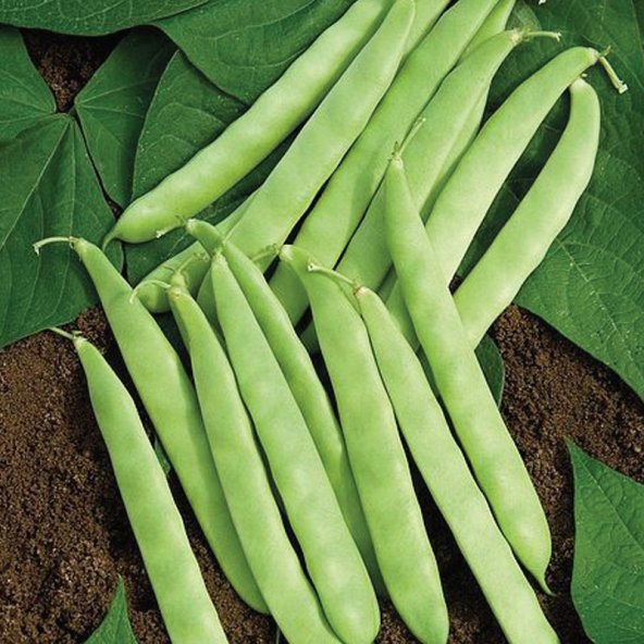 Süper Paket 600 Adet Tohum Kılçıksız Oturak Simbo Fasulye Tohumu - 3