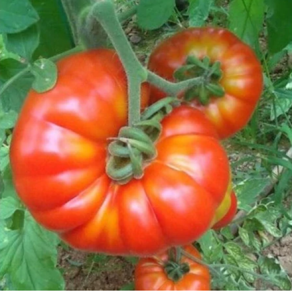 Süper Paket 500 Adet Tohum Gerçek Pileli Mis Kokulu Köy Domatesi Tohumu Domates Tohumu - Resim 3