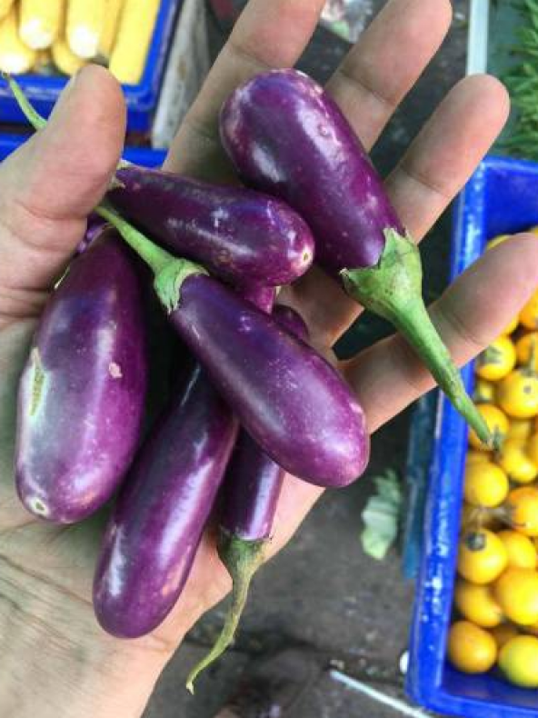 Süper Paket 100 Adet Tohum İthal Nadir Thailand Mini Kemer Patlıcan Tohumu