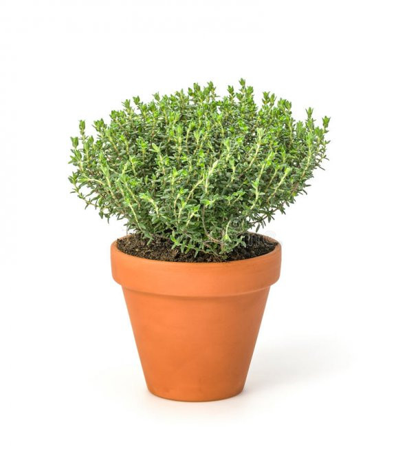 Süper Paket 750 Adet Tohum Aromatik Doğal Dağ Kekiği Tohumu Kekik