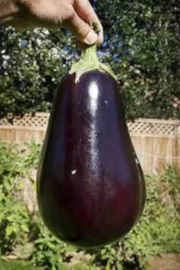 Süper Paket 400 Adet Tohum İthal Dev İri Patlıcan Tohumu - Resim 3