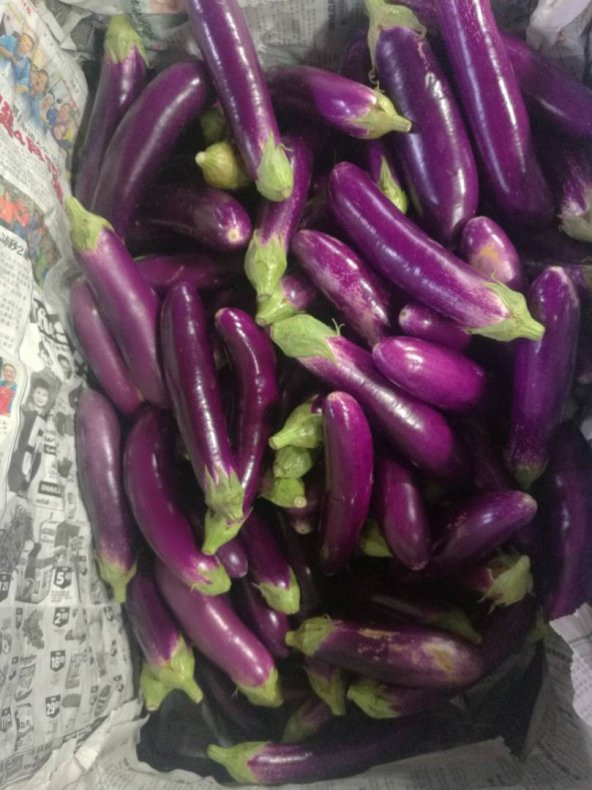 Süper Paket 100 Adet Tohum İthal Nadir Thailand Mini Kemer Patlıcan Tohumu - 2