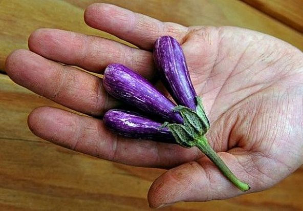 Süper Paket 100 Adet Tohum İthal Nadir Thailand Mini Kemer Patlıcan Tohumu - 3