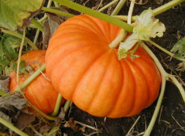 Süper Paket 250 Adet Tohum İri Bal Kabağı Tohumu Kabak Tohumu - 3