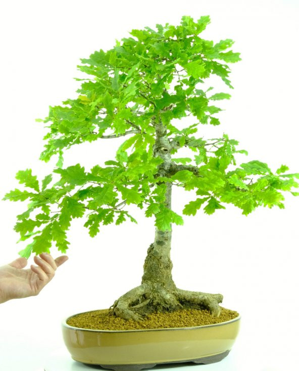 Bodur Meşe Bonzai Ağacı Ekim Seti 3 Adet Tohum Saksı Toprak Kombin