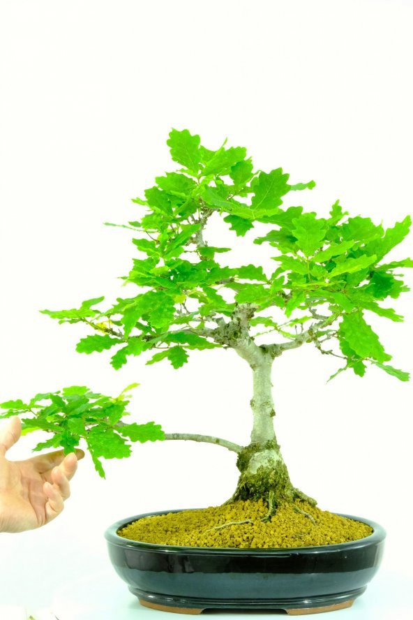 Bodur Meşe Bonzai Ağacı Ekim Seti 3 Adet Tohum Saksı Toprak Kombin - 2