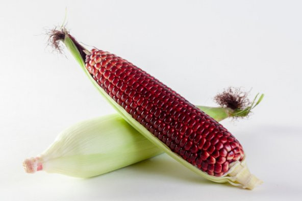 Nadir İthal Bordo Mısır Tohumu Darı Tohumu 3 Tohum - Resim 2