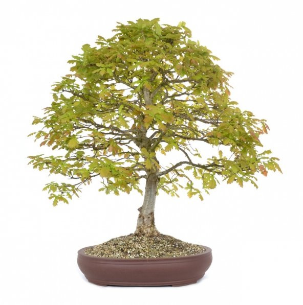 Bodur Meşe Bonzai Ağacı Ekim Seti 3 Adet Tohum Saksı Toprak Kombin - 3