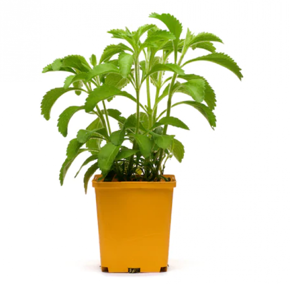 Eko Paket 100 Adet Tohum İthal Stevia Şeker Otu Tohumu Stevia Tohumu